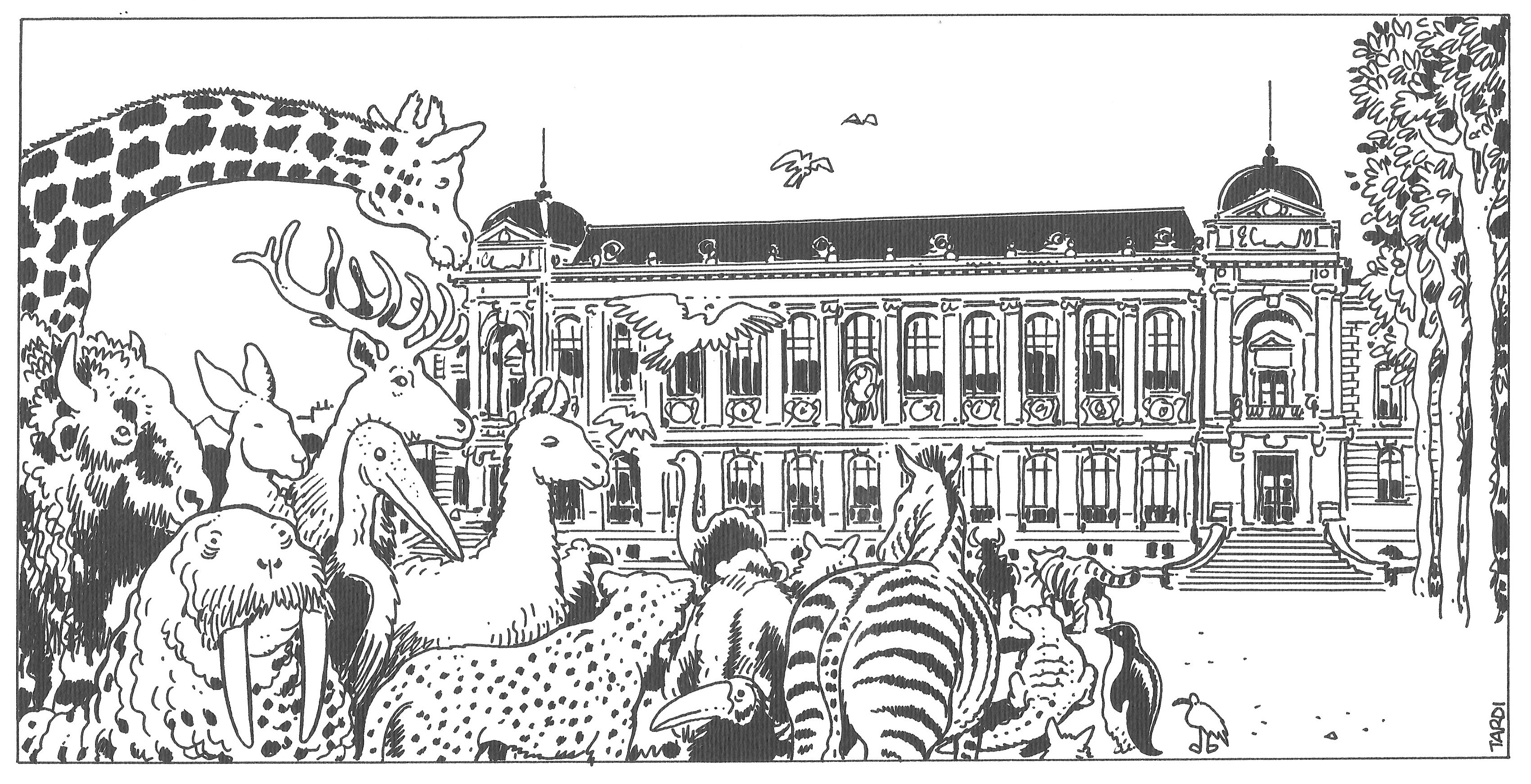 Dessin du Muséum National d’Histoire Naturelle